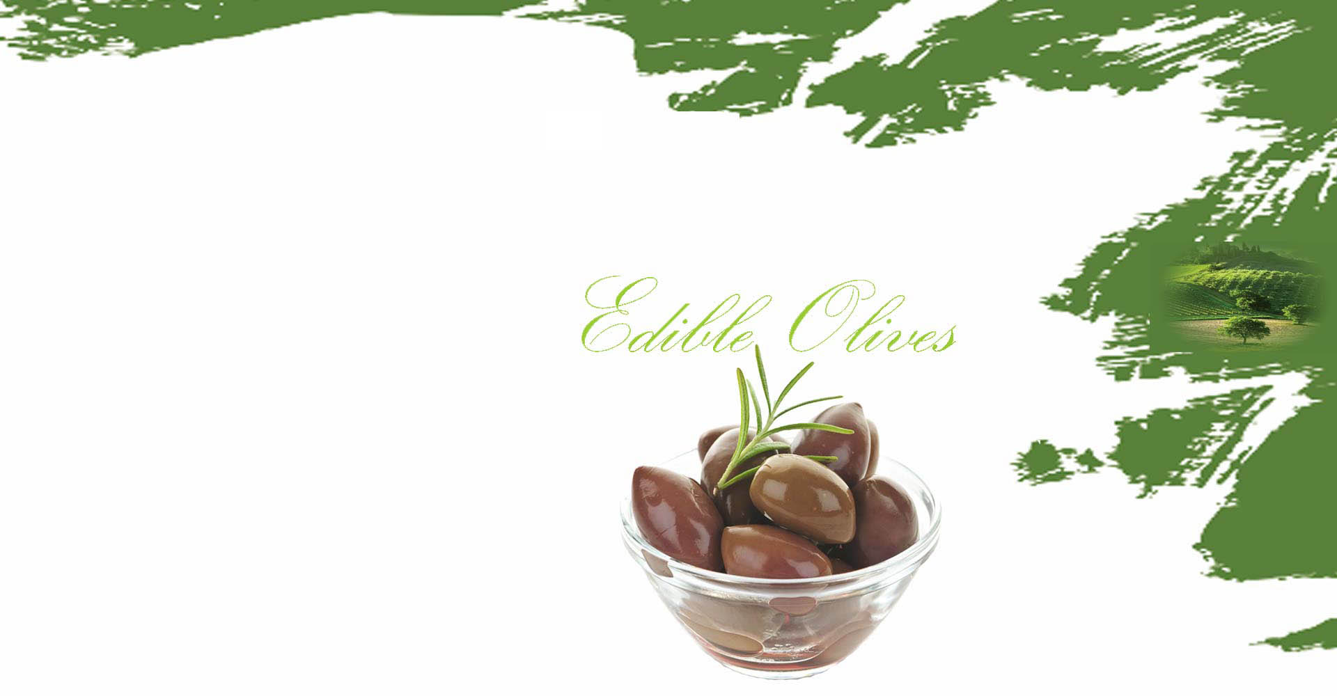 Ελιές καλαμών